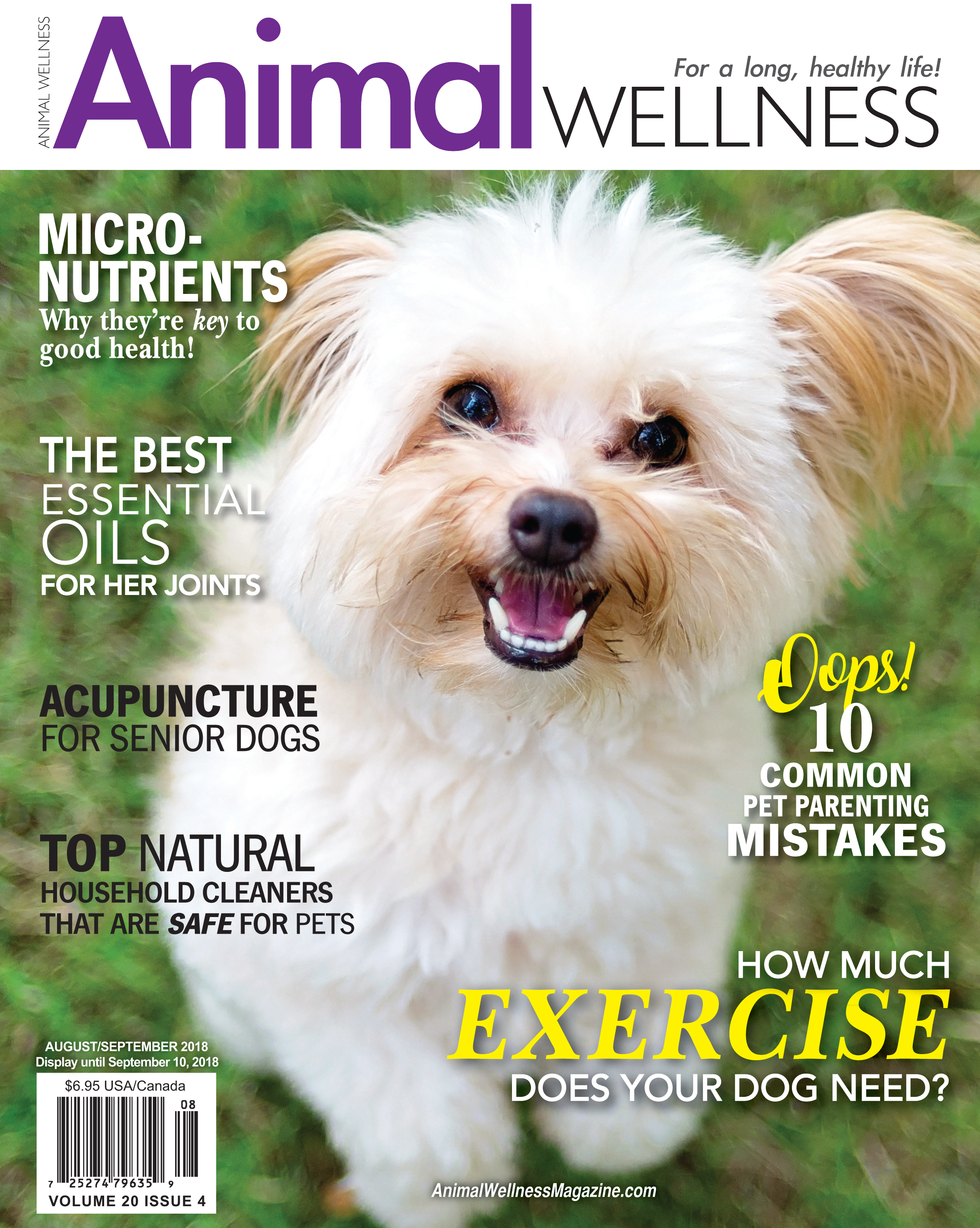 Tips To Prevent Your Dog From Slipping Animal Wellness Magazine